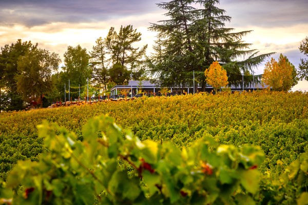 2025 Events at Starfield Vineyards & Winery Placerville, Ca 