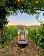 Wine Tasting at Starfield 