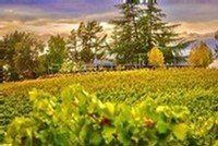 View of Starfield Tasting Room 