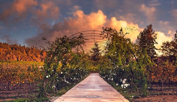 Rose Arbor