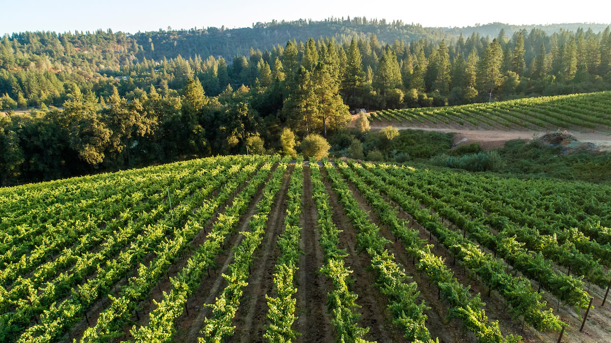 Vineyard Rows