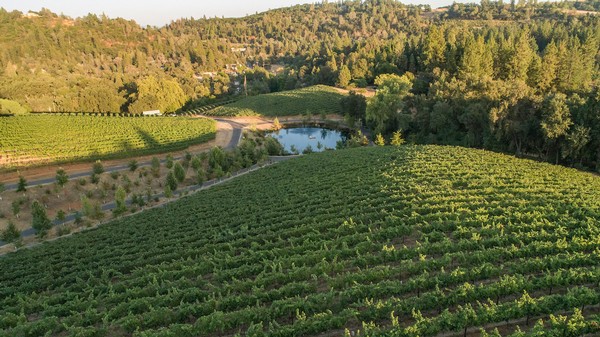 Vineyard and Pond